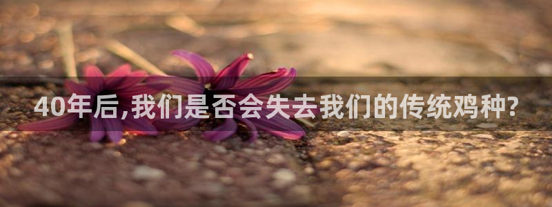 彩神体育和杏耀是哪个公司的：40年后,我们是否会失去我们的传统鸡种?